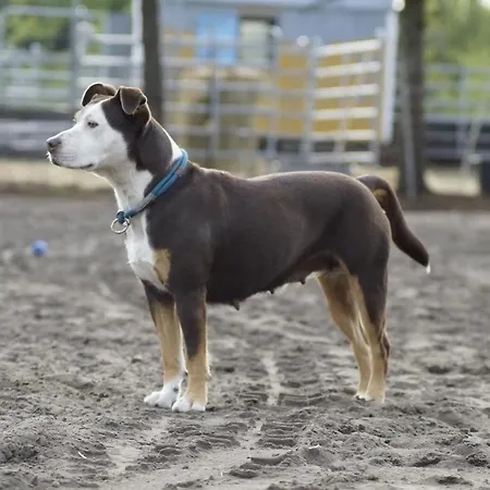 W Diamonds Ranch Appartement