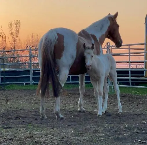 W Diamonds Ranch Apartmán Grossraeschen