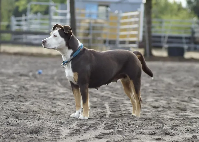 W Diamonds Ranch 公寓